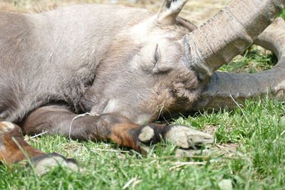 Cat sleeping in grass