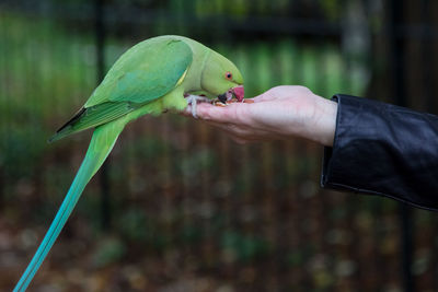 Close-up of a bird perching on hand