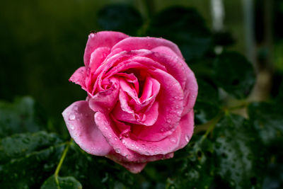 Close-up of wet pink rose