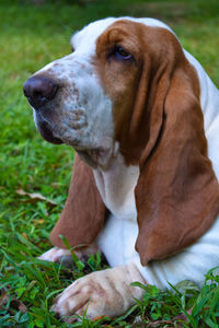 Close-up of dog looking away on field