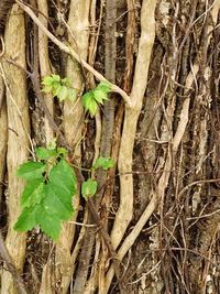 Plant growing on tree trunk