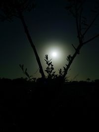 Silhouette of bare trees at sunset