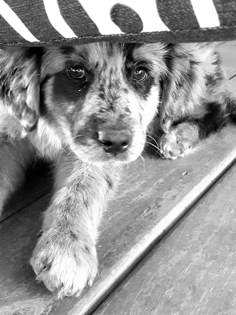 pets, domestic animals, dog, one animal, mammal, animal themes, portrait, looking at camera, no people, whisker, close-up, indoors, day