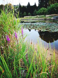 Scenic view of lake and plants