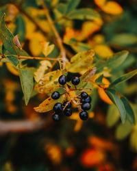 Close-up of berries growing on tree