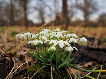 Close-up of white flowers growing in field