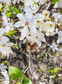 Close-up of white cherry blossom tree