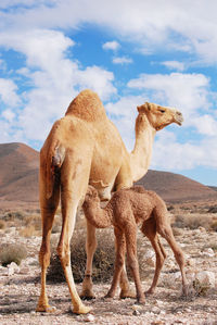 Camels, mother and newborn baby in the negev desert in israel, breastfeedingin the wadi