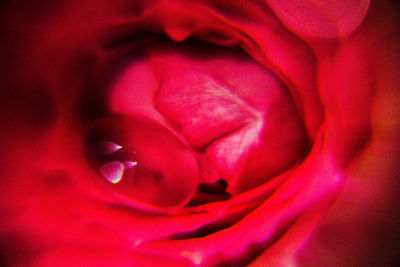 Close-up of red rose