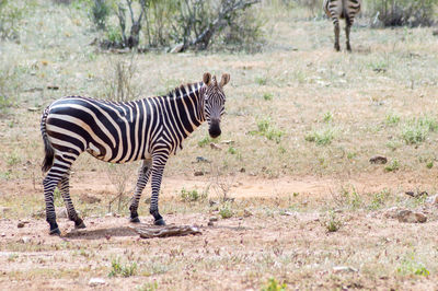 Zebra standing in a land