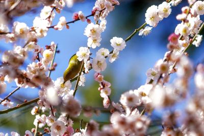 Close-up of cherry blossom