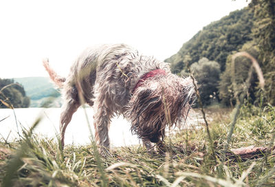 Dog on field against clear sky