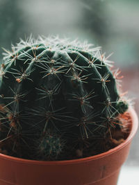 Close-up of cactus growing in potted plant