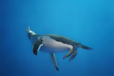 Fish swimming in sea