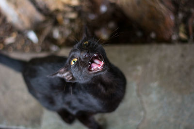 High angle view of angry black cat