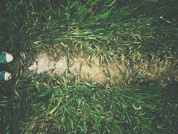 Plants growing on grassy field