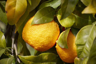 Close-up of fruit growing on tree