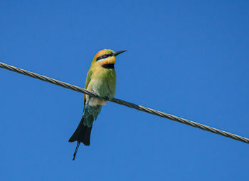 Low angle view of bird perching on cable against blue sky