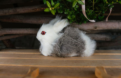Rabbit on table