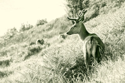 Deer standing on field