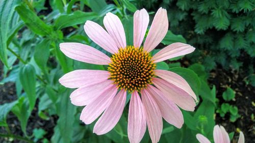 Close-up of gerbera daisy blooming outdoors