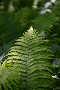 Close-up of palm tree