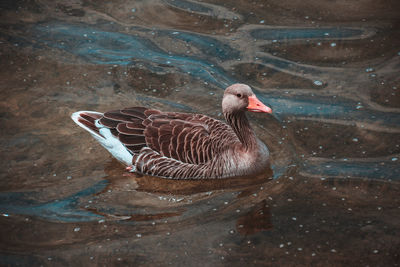 Close-up of duck swimming in lake