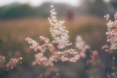 Close-up of frozen plant