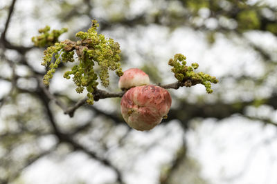 Close-up of flower growing on tree