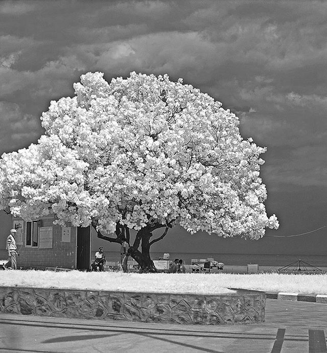 flower, freshness, tree, growth, fragility, nature, cherry blossom, beauty in nature, building exterior, blossom, day, outdoors, blooming, built structure, petal, branch, in bloom, architecture, springtime, high angle view