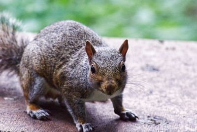 Close-up portrait of squirrel