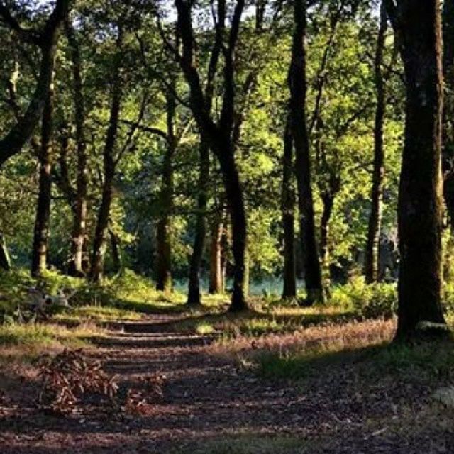 tree, forest, tranquility, tree trunk, nature, woodland, tranquil scene, growth, landscape, the way forward, beauty in nature, dirt road, scenics, autumn, non-urban scene, day, outdoors, no people, field, sunlight