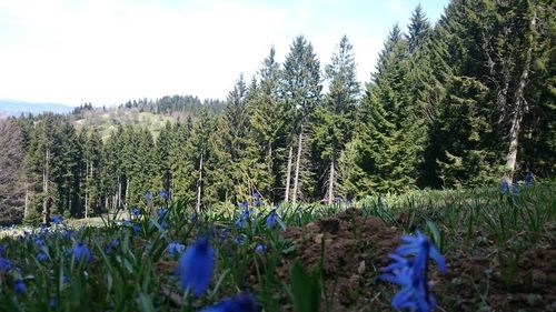 Panoramic view of flowering trees on field against sky