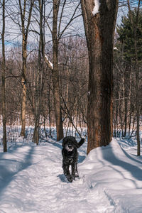 View of a dog on snow covered land