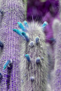 Close-up of an insect on purple flower