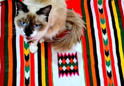 Portrait of cat relaxing on bed