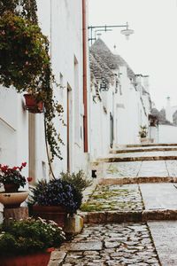 Flower plants against built structure