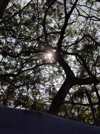 Sunlight streaming through trees in forest