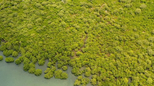 High angle view of trees on field