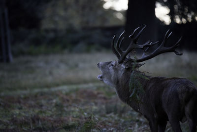 Side view of deer