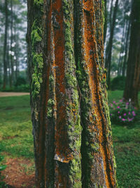 Close-up of moss growing on tree trunk