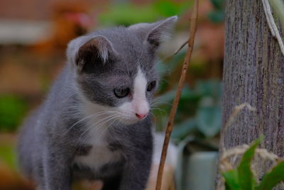 Close-up of cat looking away