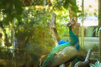 Ducks in a forest