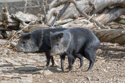 Side view of an animal