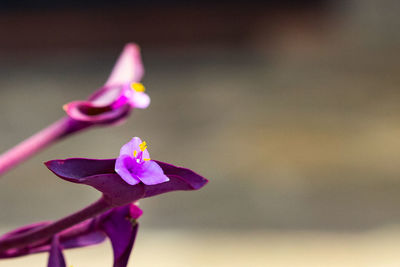 Close-up of pink orchid growing outdoors