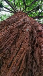 Low angle view of tree trunk