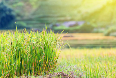 Close-up of crops growing on field