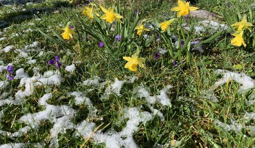 View of flowering plants on snow covered land