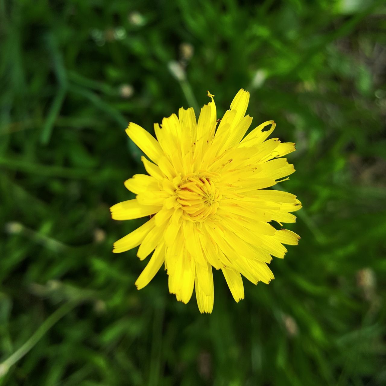 flower, petal, freshness, flower head, fragility, yellow, growth, close-up, beauty in nature, focus on foreground, blooming, nature, pollen, plant, in bloom, outdoors, day, no people, selective focus, botany, green color, blossom, softness, tranquility