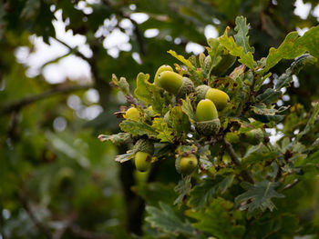 Close-up of fruit growing on tree